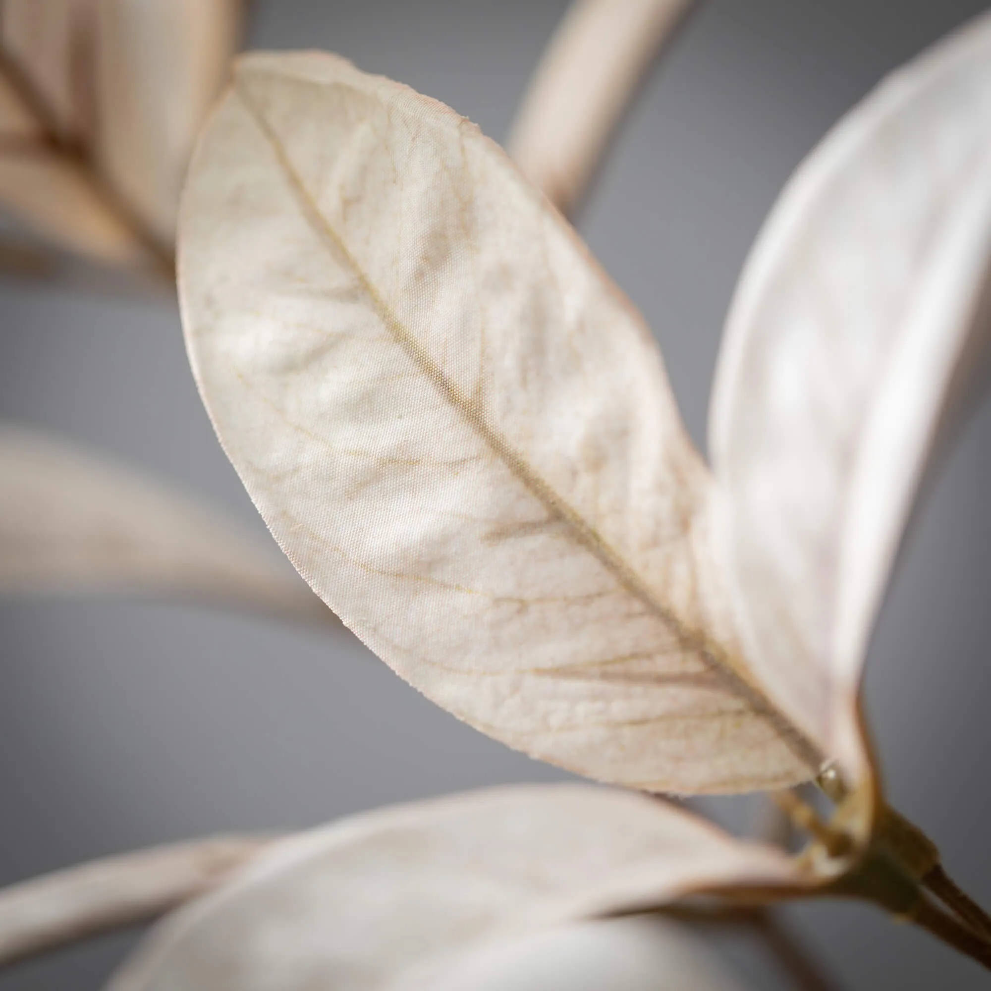 31" Tall Bicolor Croton Spray