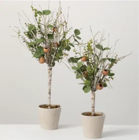 Birch Eucalyptus Topiary SM/LG