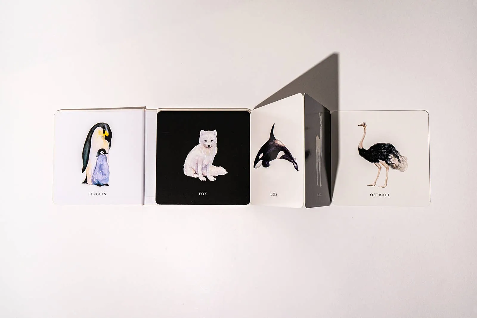 Black and White Book for Baby