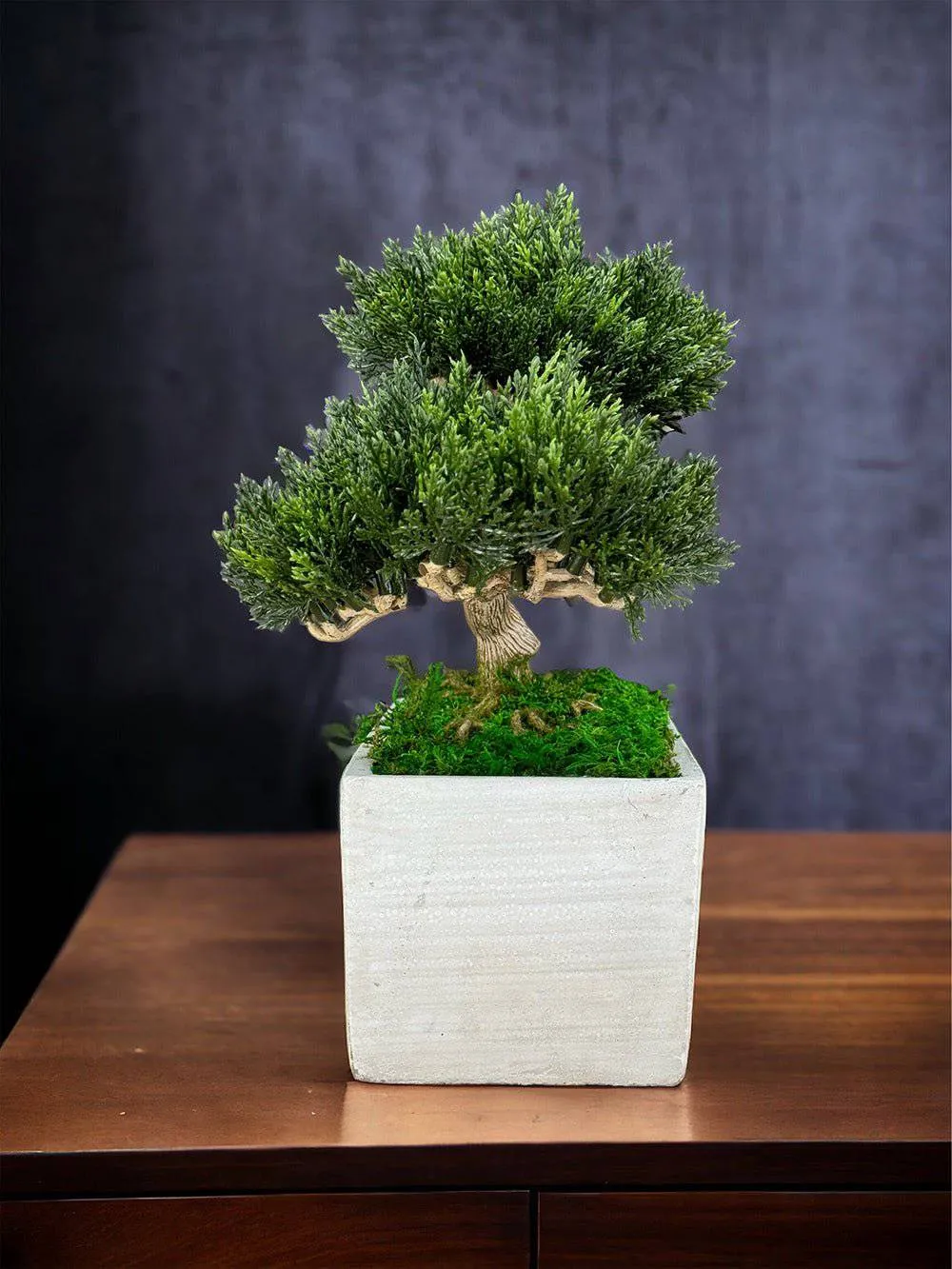Faux Bonsai Tree in Concrete Planter with Preserved Moss