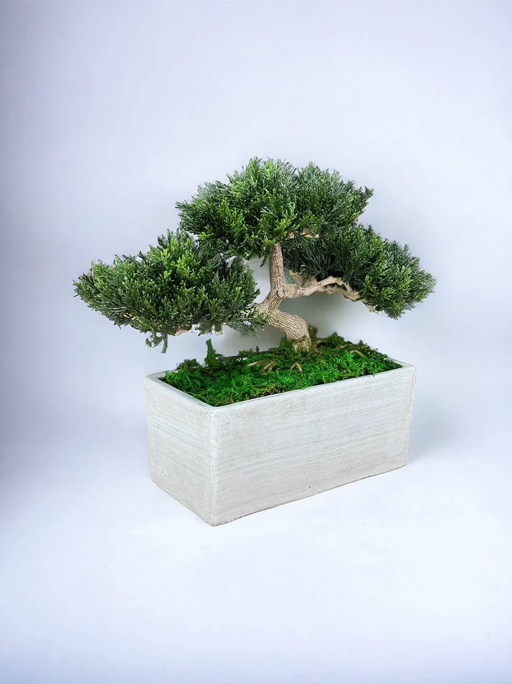 Faux Bonsai Tree in Concrete Planter with Preserved Moss