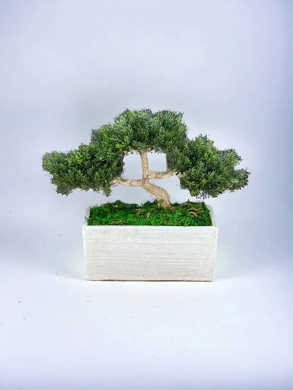 Faux Bonsai Tree in Concrete Planter with Preserved Moss