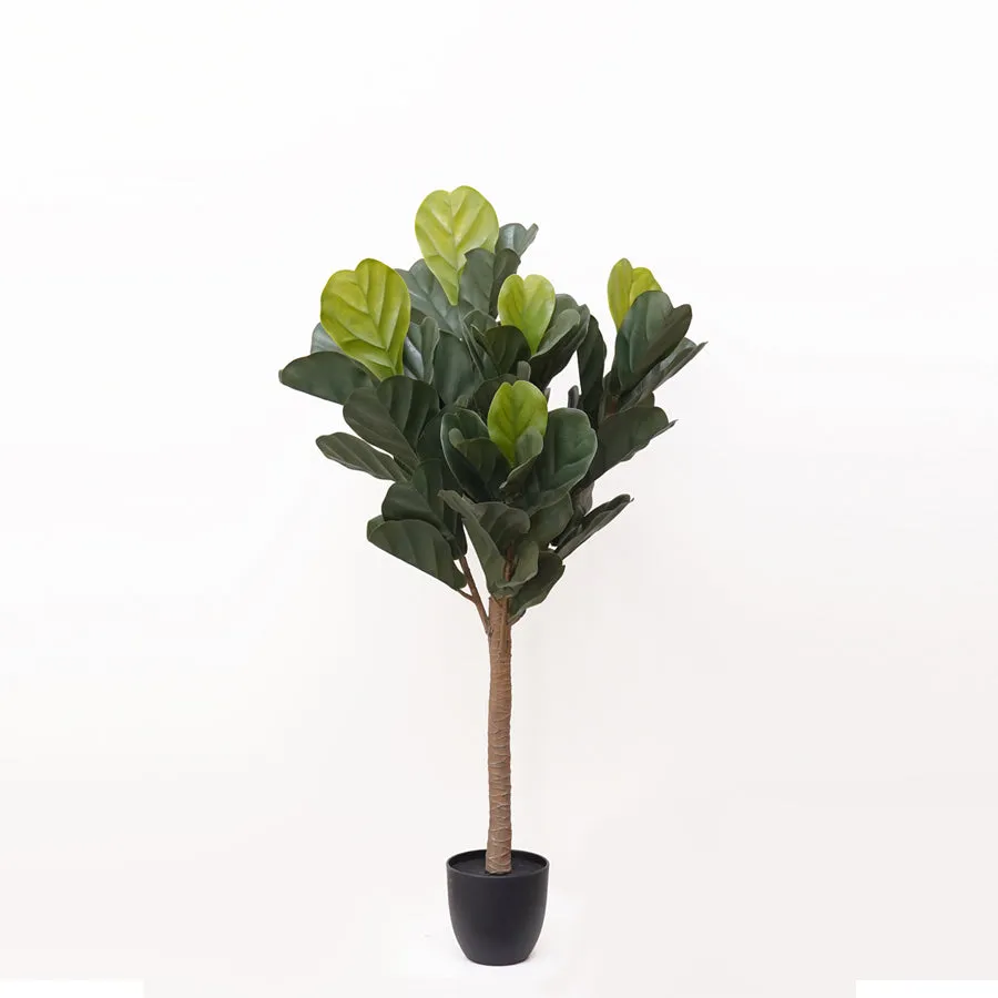 Fiddle tree plant
