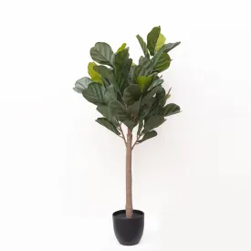 Fiddle tree plant