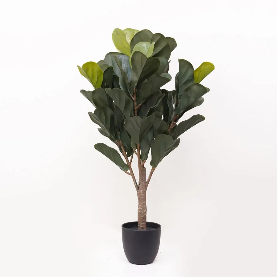 Fiddle tree plant