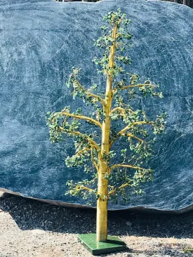 Jade Tree