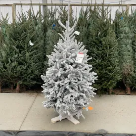 white flocked fraser fir 5'-6'