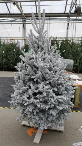 white flocked fraser fir 6'-7'