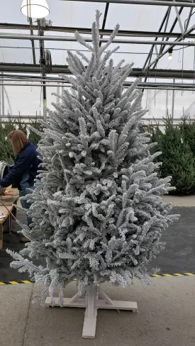 white flocked fraser fir 7'-8'
